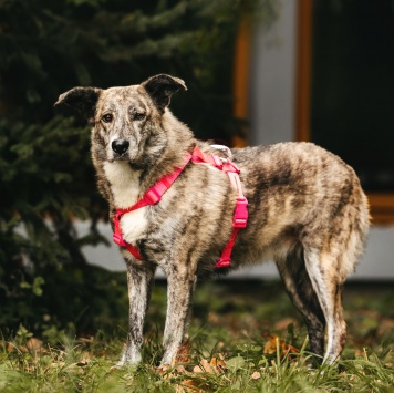 Собаки в добрые руки - Верба - 1