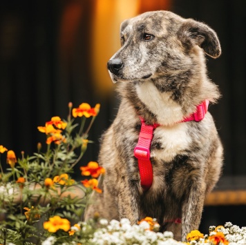 Собаки в добрые руки - Верба - 4