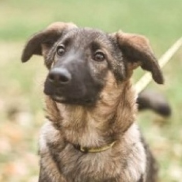 Собаки в добрые руки - Адель