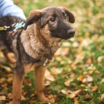 Собаки в добрые руки - Адель - 1