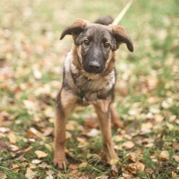 Собаки в добрые руки - Адель - 2