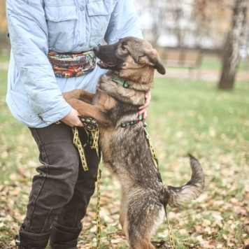 Собаки в добрые руки - Адель - 3