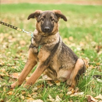 Собаки в добрые руки - Адель - 4