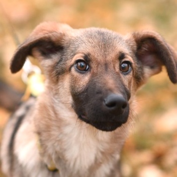 Ассоль - Собаки в добрые руки