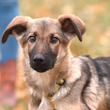 Собаки в добрые руки - Ассоль - 1