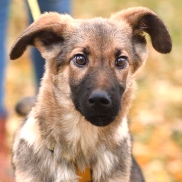 Собаки в добрые руки - Ассоль - 2