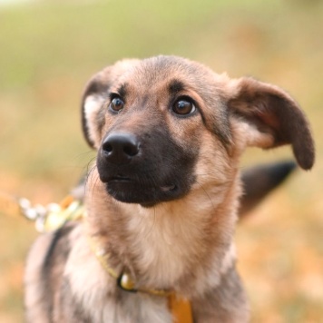 Собаки в добрые руки - Ассоль - 3