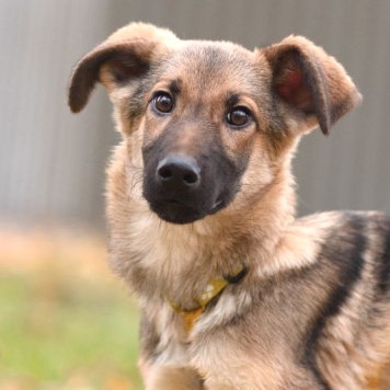 Собаки в добрые руки - Ассоль - 4