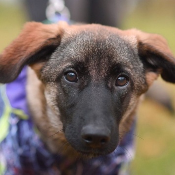 Собаки в добрые руки - Баффи