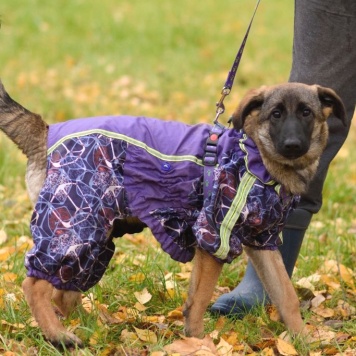 Собаки в добрые руки - Баффи - 2