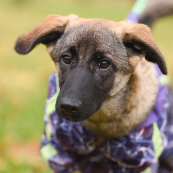 Собаки в добрые руки - Баффи - 3