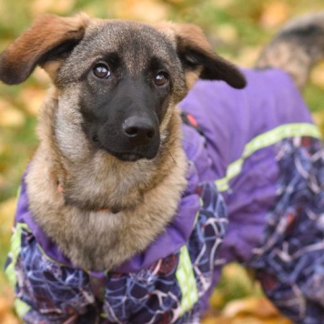 Собаки в добрые руки - Баффи - 4