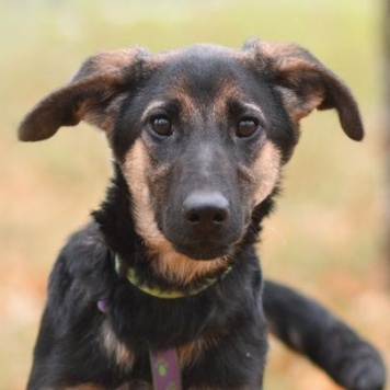 Дейзи - Собаки в добрые руки