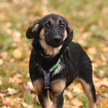 Собаки в добрые руки - Дейзи - 1