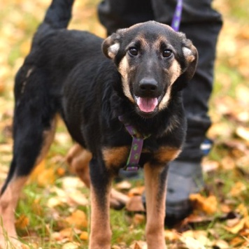 Собаки в добрые руки - Дейзи - 2