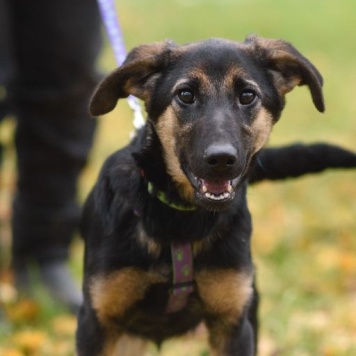 Собаки в добрые руки - Дейзи - 3