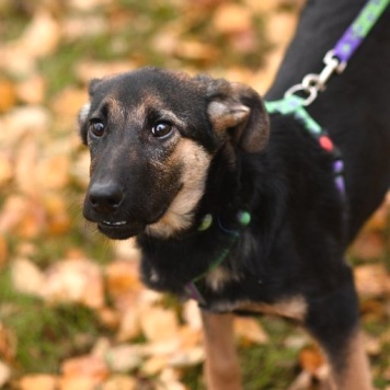 Собаки в добрые руки - Дейзи - 4