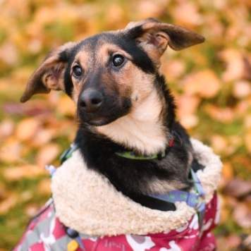 Собаки в добрые руки - Лекси - 1