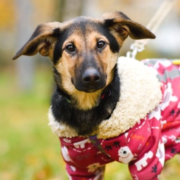 Собаки в добрые руки - Лекси - 2