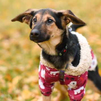 Собаки в добрые руки - Лекси - 3