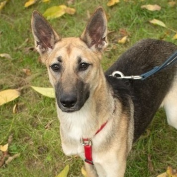 Ева - Собаки в добрые руки