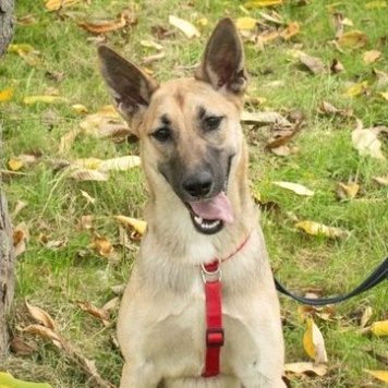 Собаки в добрые руки - Ева - 1