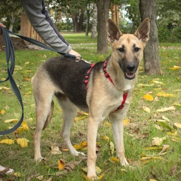 Собаки в добрые руки - Ева - 2