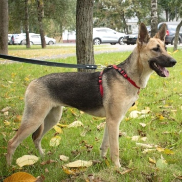 Собаки в добрые руки - Ева - 3