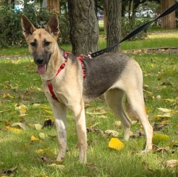 Собаки в добрые руки - Ева - 4