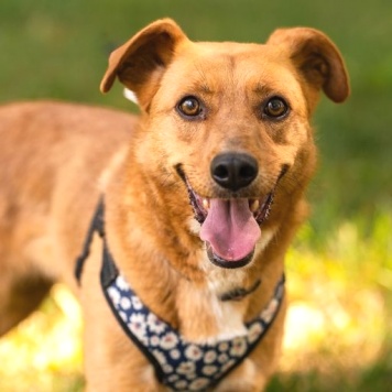 Собаки в добрые руки - Лола