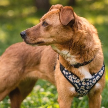 Собаки в добрые руки - Лола - 1