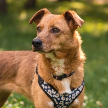 Собаки в добрые руки - Лола - 2