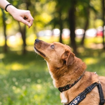 Собаки в добрые руки - Лола - 3