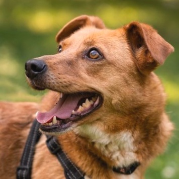 Собаки в добрые руки - Лола - 4