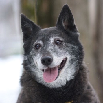 Шанти - Собаки в добрые руки