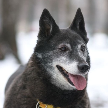 Собаки в добрые руки - Шанти - 1