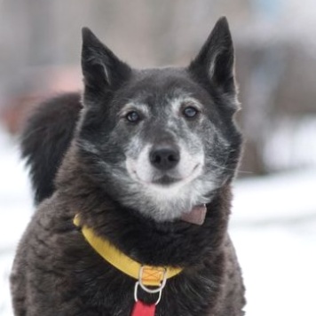 Собаки в добрые руки - Шанти - 2