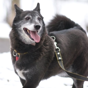 Собаки в добрые руки - Шанти - 3