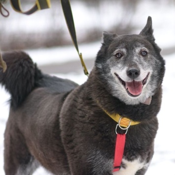 Собаки в добрые руки - Шанти - 4