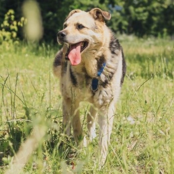 Рэй - Собаки в добрые руки