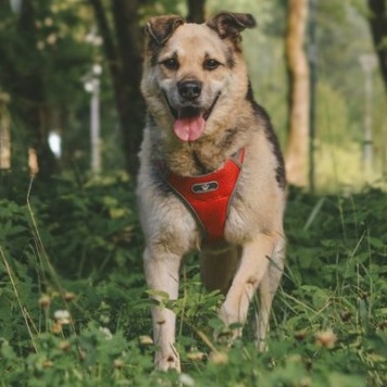 Собаки в добрые руки - Рэй - 1