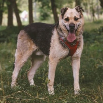 Собаки в добрые руки - Рэй - 2