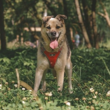 Собаки в добрые руки - Рэй - 3