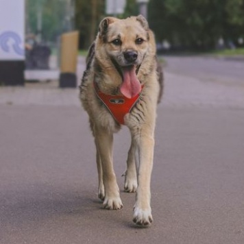 Собаки в добрые руки - Рэй - 4