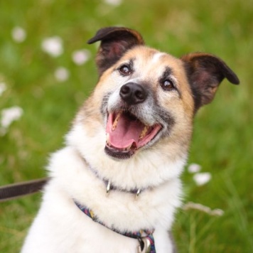 Собаки в добрые руки - Кокос