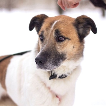 Собаки в добрые руки - Кокос - 1