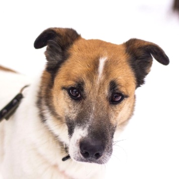 Собаки в добрые руки - Кокос - 2