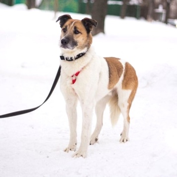Собаки в добрые руки - Кокос - 3