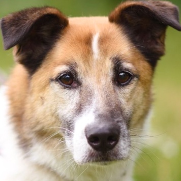 Собаки в добрые руки - Кокос - 4