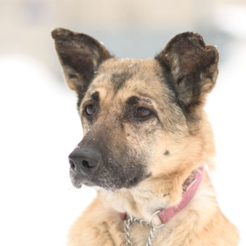 Догги - Собаки в добрые руки